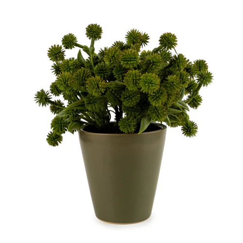 20cm Allium Plant in Pot - Image 10