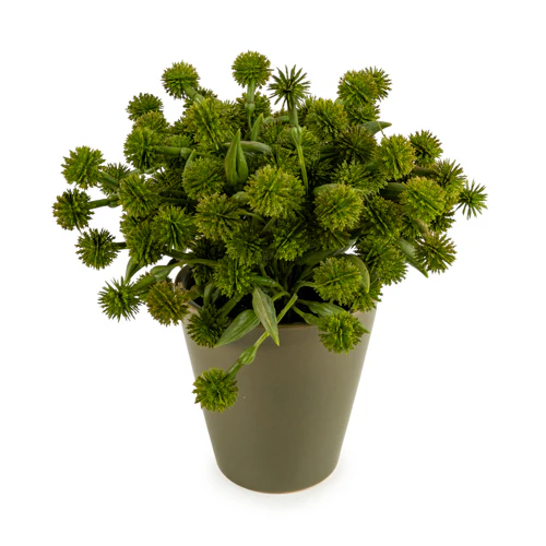 20cm Allium Plant in Pot - Image 11
