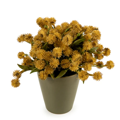 20cm Allium Plant in Pot - Image 4