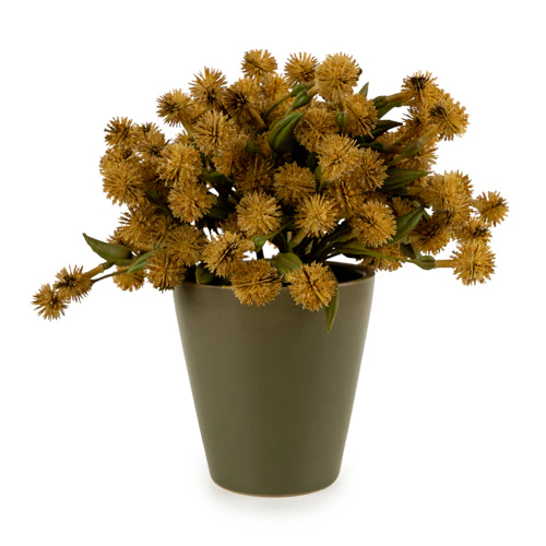 20cm Allium Plant in Pot - Image 5