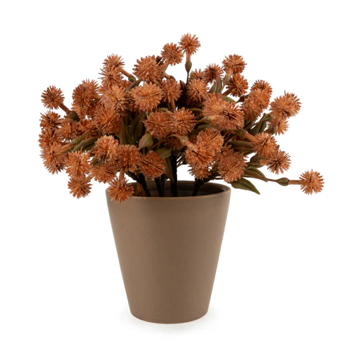 20cm Allium Plant in Pot - Image 8