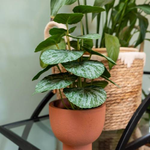 Artificial Chinese Money Plant in Terracotta Pot - Image 3