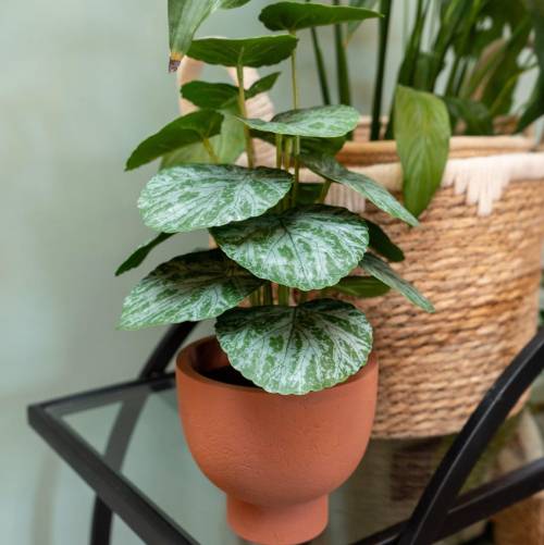 Artificial Chinese Money Plant in Terracotta Pot - Image 4