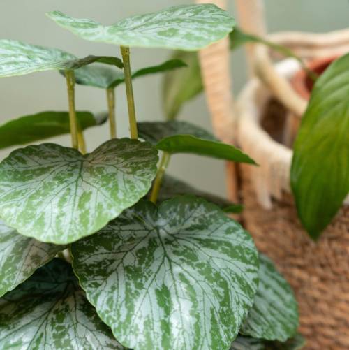 Artificial Chinese Money Plant in Terracotta Pot - Image 5