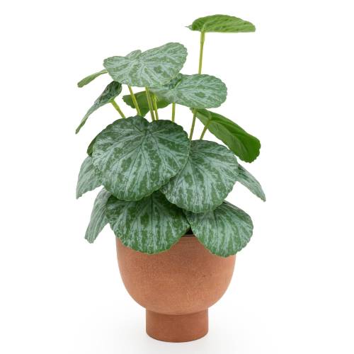Artificial Chinese Money Plant in Terracotta Pot - Image 6
