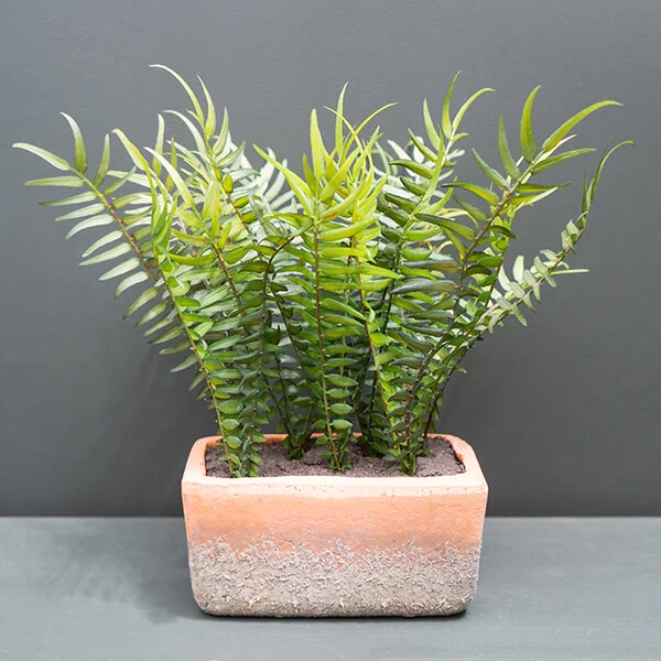Lifelike Green Fern in Modern Cement Pot