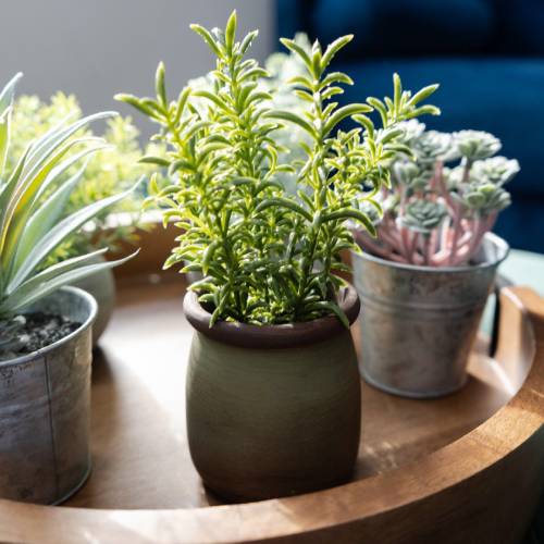 Artificial Sedum Lineare in Green Pot - Image 3