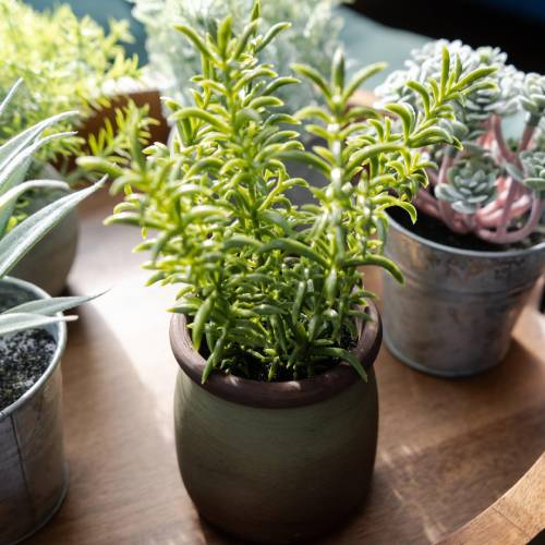 Artificial Sedum Lineare in Green Pot - Image 4