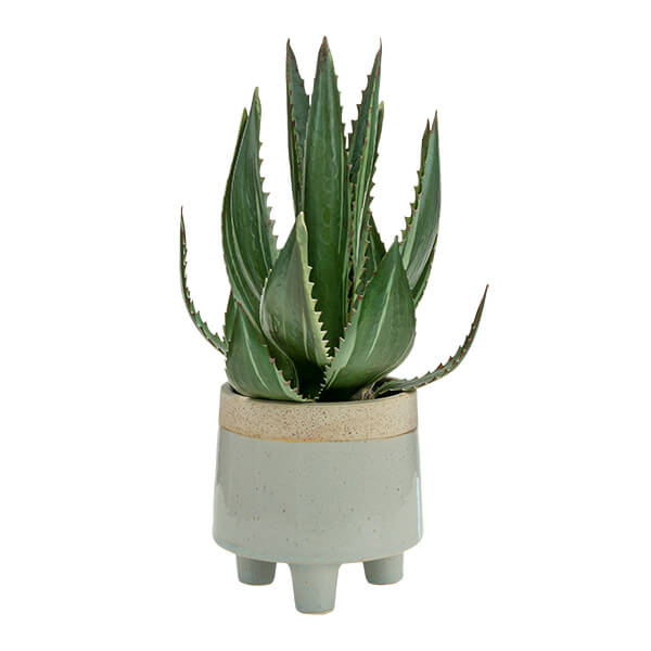 Radiant Lifelike Aloe Vera in Chic White Pot - Image 2