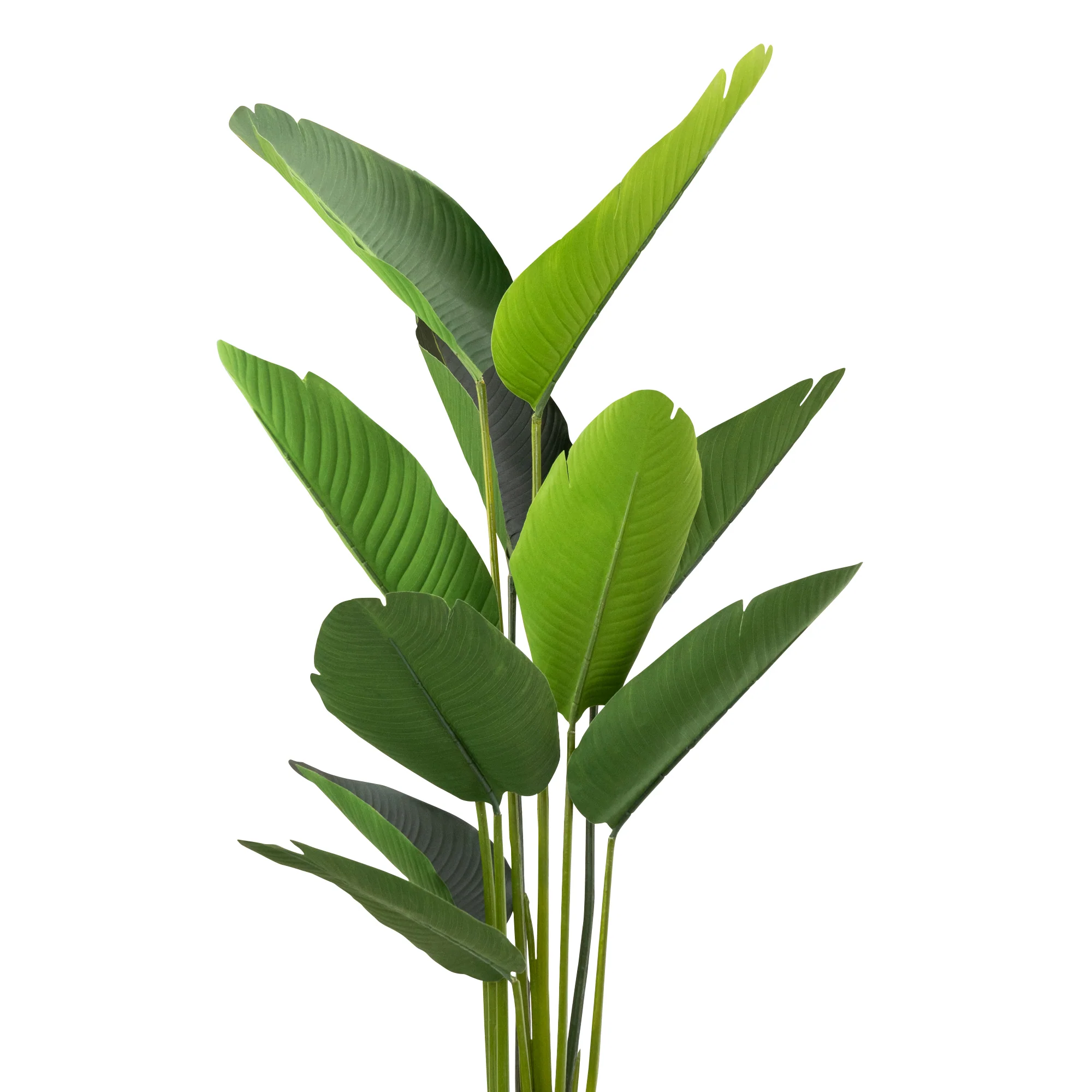 Elegant Strelitzia Plant in Chic Black Pot - Image 10