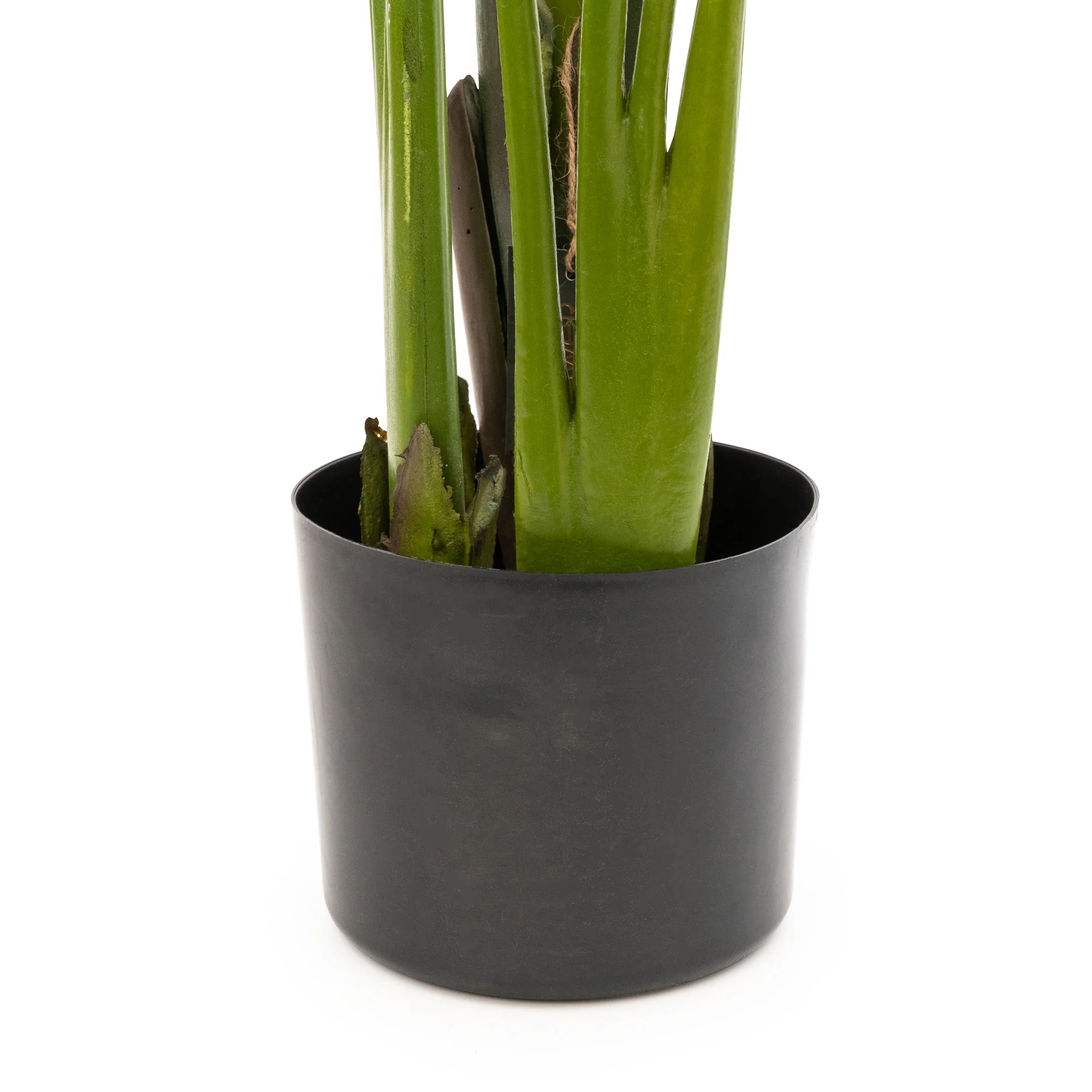 Elegant Strelitzia Plant in Chic Black Pot - Image 11