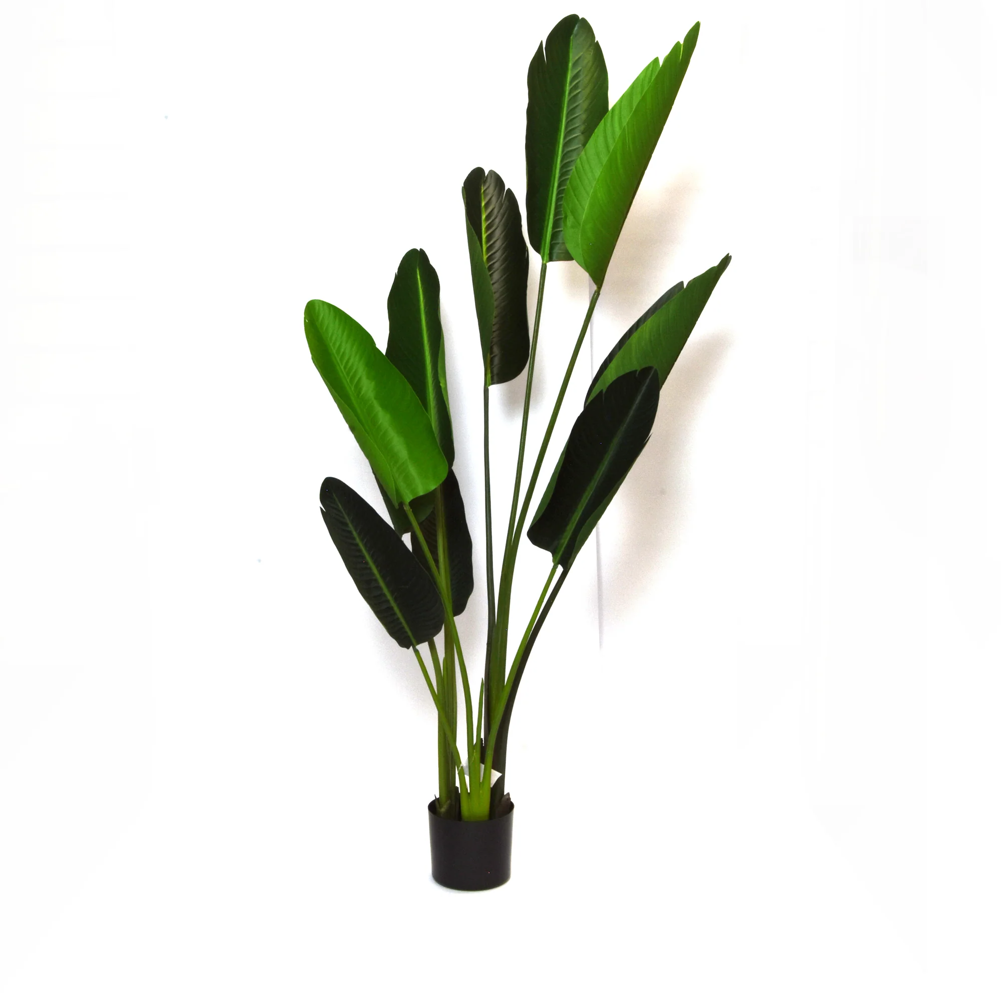 Elegant Strelitzia Plant in Chic Black Pot - Image 12