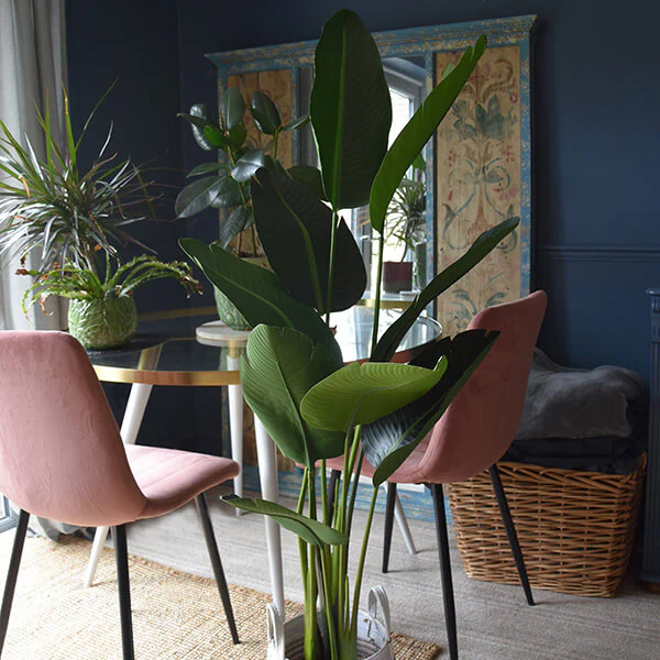 Elegant Strelitzia Plant in Chic Black Pot - Image 3