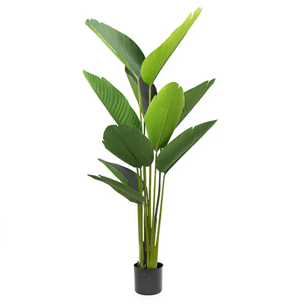 Elegant Strelitzia Plant in Chic Black Pot - Image 4