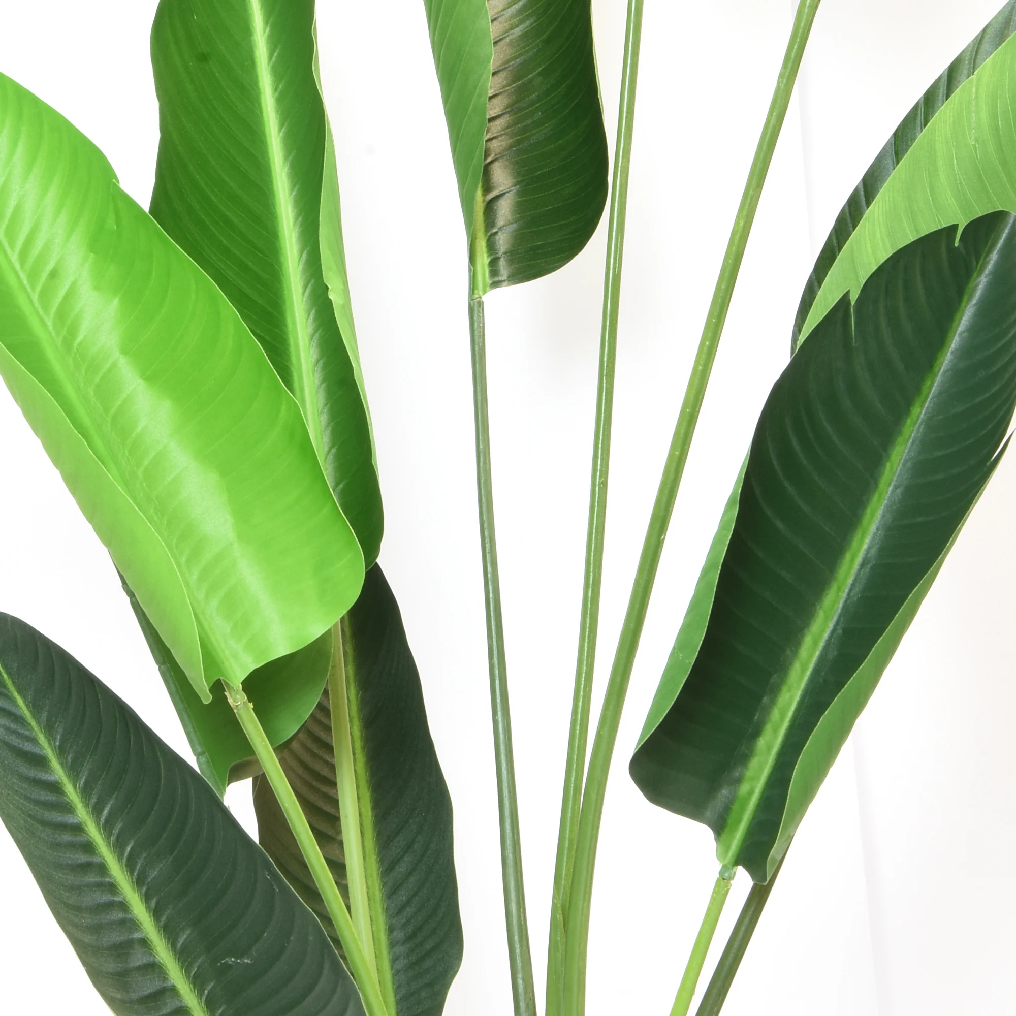 Elegant Strelitzia Plant in Chic Black Pot - Image 5