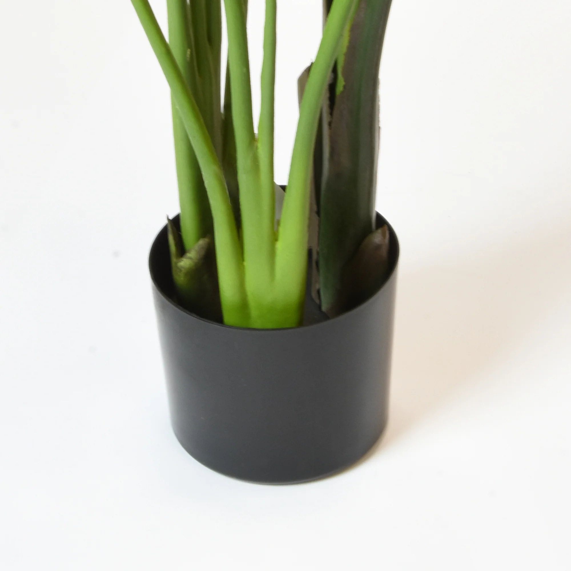 Elegant Strelitzia Plant in Chic Black Pot - Image 6