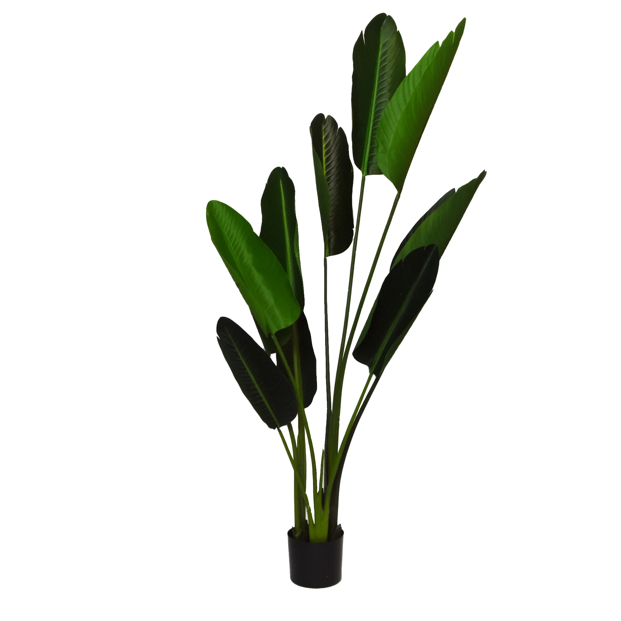 Elegant Strelitzia Plant in Chic Black Pot - Image 7