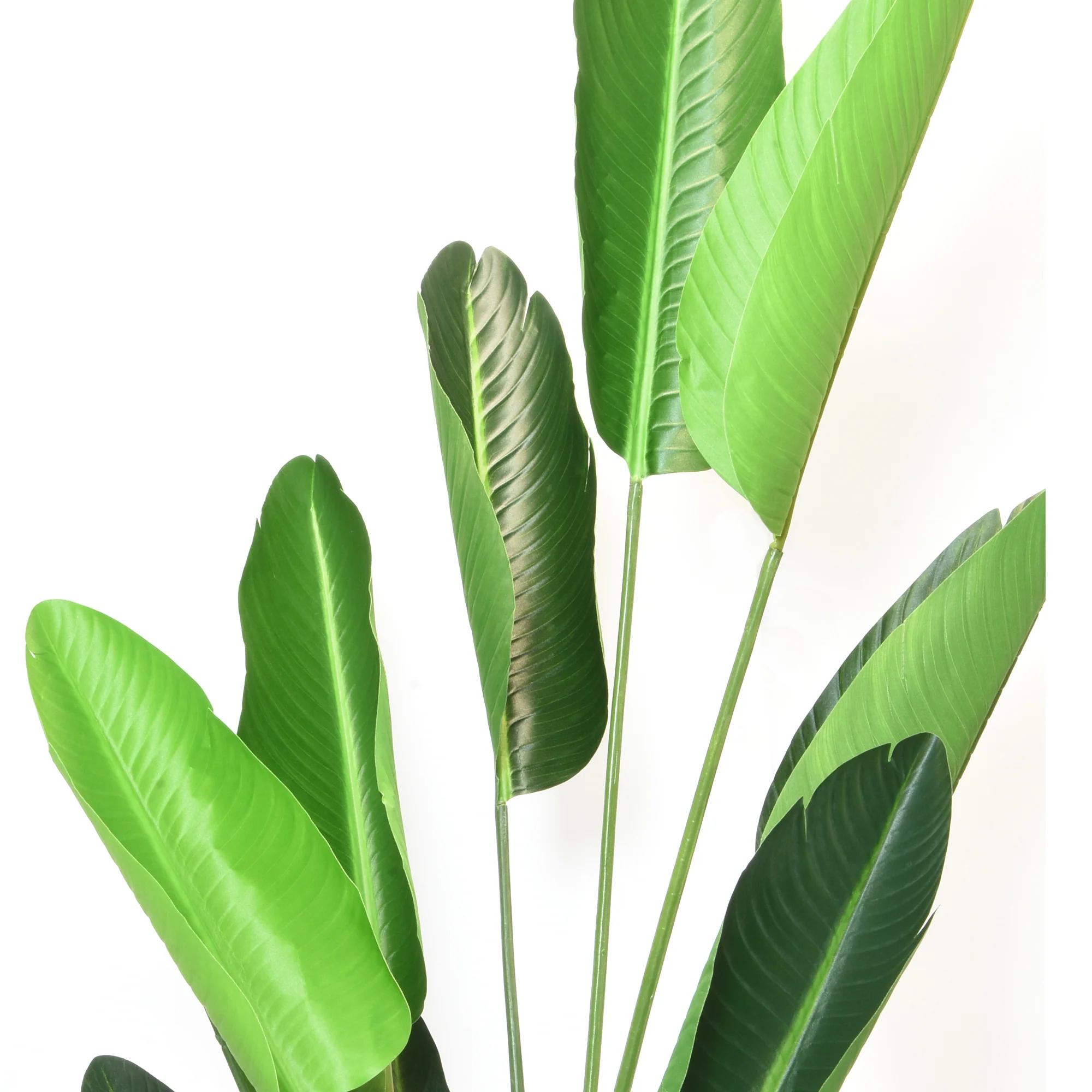 Elegant Strelitzia Plant in Chic Black Pot - Image 8