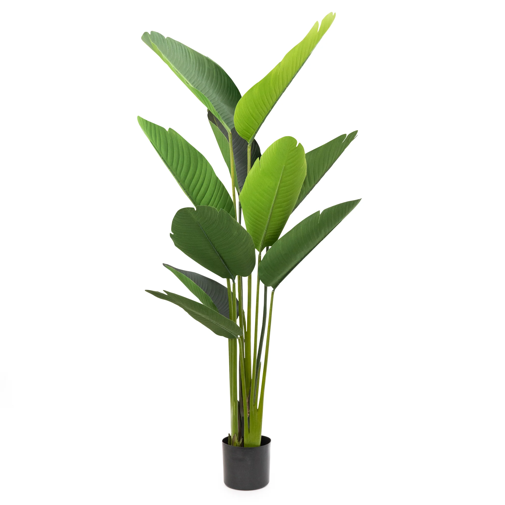 Elegant Strelitzia Plant in Chic Black Pot - Image 9