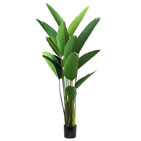 Lifelike Tall Green Strelitzia in Sleek Black Pot - Image 3