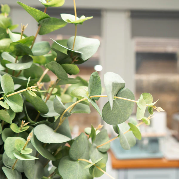 Lush Lifelike Green Eucalyptus Delight with Seven Heads - Image 3