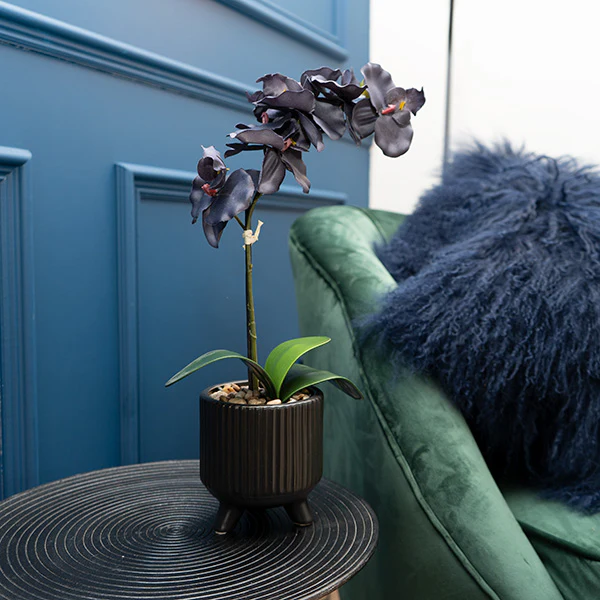 Sophisticated Matte Black Lifelike Orchid in Ceramic Footed Pot
