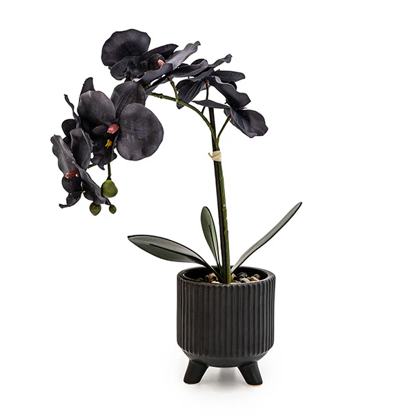 Sophisticated Matte Black Lifelike Orchid in Ceramic Footed Pot - Image 2