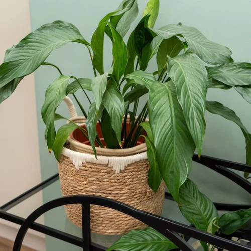 Set of Two Straw Storage Baskets with Handles - Image 4